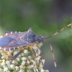 Gelonus tasmanicus (Leaf-footed bug) at Wilsons Valley, NSW - 17 Feb 2025 by Miranda