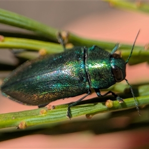 Melobasis sp. (genus) at Wilsons Valley, NSW - 17 Feb 2025 by Miranda