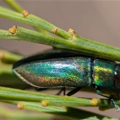 Buprestidae sp. (family) at Wilsons Valley, NSW - 17 Feb 2025 03:22 PM