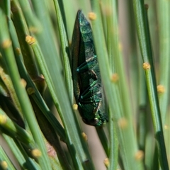 Buprestidae sp. (family) at Wilsons Valley, NSW - 17 Feb 2025 03:22 PM