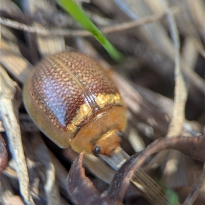 Paropsisterna sp. (genus) (A leaf beetle) at Wilsons Valley, NSW - 17 Feb 2025 by Miranda