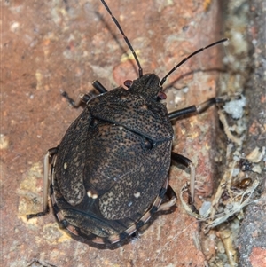 Acanthosomatidae (family) at Bargo, NSW - Yesterday by Snows