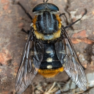 Scaptia (Scaptia) auriflua at Bargo, NSW - 18 Feb 2025 09:40 AM