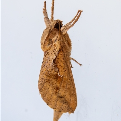 Elhamma australasiae (A Swift or Ghost moth (hepialidae)) at Bargo, NSW - 16 Feb 2025 by Snows