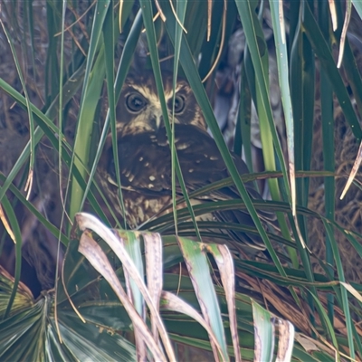 Ninox boobook (Southern Boobook) at Bargo, NSW - 15 Feb 2025 by Snows