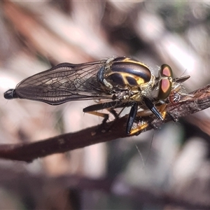 Ommatius coeraebus (a robber fly) at Bargo, NSW - 15 Feb 2025 by Snows