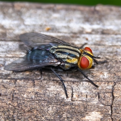 Sarcophaga sp. (genus) (Flesh fly) at Bargo, NSW - 22 Dec 2024 by Snows