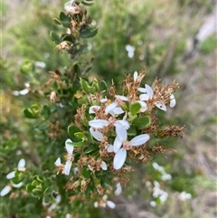 Olearia myrsinoides (Blush Daisy Bush) at Pinbeyan, NSW - 8 Feb 2025 by Mulch