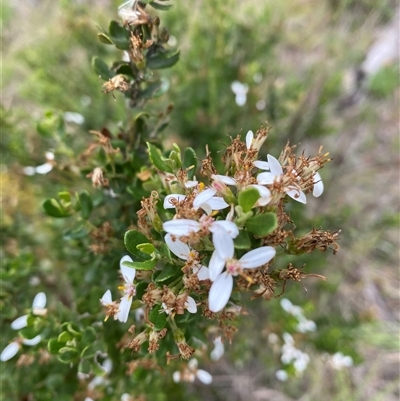 Olearia myrsinoides (Blush Daisy Bush) at Pinbeyan, NSW - 8 Feb 2025 by Mulch