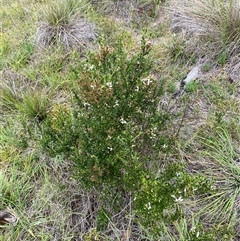 Olearia myrsinoides at Pinbeyan, NSW - 8 Feb 2025 02:11 PM