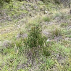 Olearia myrsinoides at Pinbeyan, NSW - 8 Feb 2025 02:11 PM