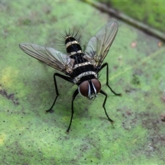 Trigonospila sp. (genus) (A Bristle Fly) at Bargo, NSW - 22 Dec 2024 by Snows