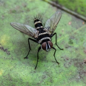 Trigonospila sp. (genus) (A Bristle Fly) at Bargo, NSW - 22 Dec 2024 by Snows