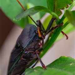 Musgraveia sulciventris (Bronze Orange Bug) at Bargo, NSW - 22 Dec 2024 by Snows