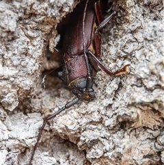 Unidentified Longhorn beetle (Cerambycidae) at Bargo, NSW - 22 Dec 2024 by Snows