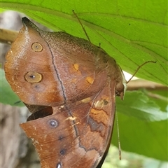 Doleschallia bisaltide australis (Leafwing) at Tullymorgan, NSW - 30 Jan 2025 by Topwood