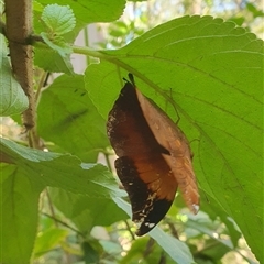 Doleschallia bisaltide australis at Tullymorgan, NSW - 30 Jan 2025 09:04 AM