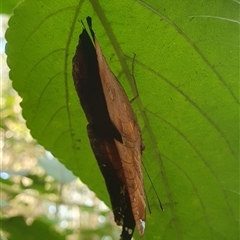 Doleschallia bisaltide australis at Tullymorgan, NSW - 30 Jan 2025 09:04 AM