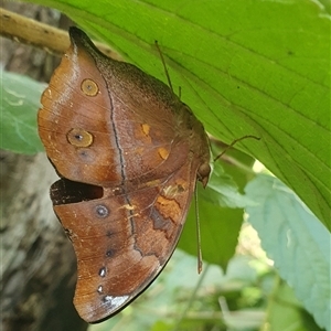 Doleschallia bisaltide australis at Tullymorgan, NSW - 30 Jan 2025 09:04 AM