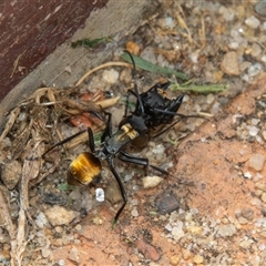 Polyrhachis ammon (Golden-spined Ant, Golden Ant) at Bargo, NSW - 22 Dec 2024 by Snows