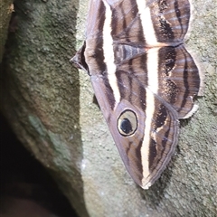 Donuca rubropicta (White Banded Noctuid Moth) at Ilarwill, NSW - 11 Feb 2025 by Topwood