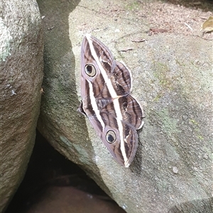 Donuca rubropicta at Ilarwill, NSW - 11 Feb 2025 11:24 AM