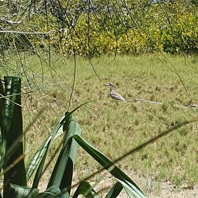 Esacus magnirostris (Beach Stone-curlew) at The Sandon, NSW - 17 Feb 2025 by Topwood