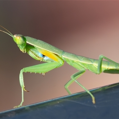 Pseudomantis albofimbriata at Bargo, NSW - 21 Dec 2024 by Snows