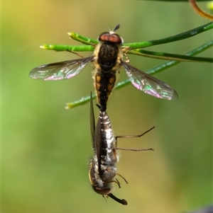 Trichophthalma sp. (genus) (Tangle-vein fly) at Bargo, NSW - 8 Dec 2024 by Snows