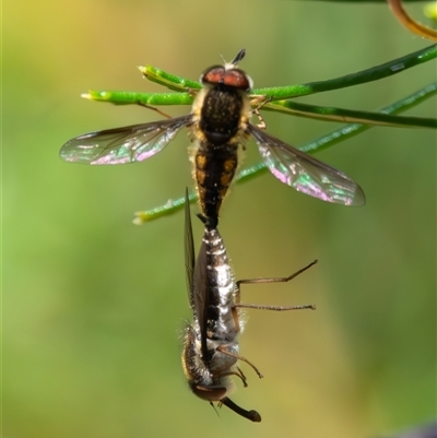 Trichophthalma sp. (genus) (Tangle-vein fly) at Bargo, NSW - 8 Dec 2024 by Snows