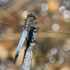 Orthetrum caledonicum (Blue Skimmer) at Bargo, NSW - 8 Dec 2024 by Snows