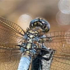 Orthetrum caledonicum at Bargo, NSW - 8 Dec 2024 10:46 AM