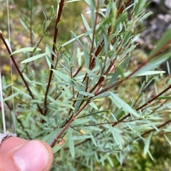 Pimelea pauciflora (Poison Rice Flower) at Pinbeyan, NSW - 8 Feb 2025 by Mulch