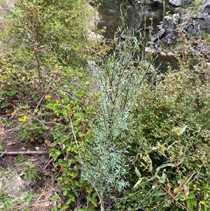 Pimelea pauciflora at Pinbeyan, NSW - 8 Feb 2025 01:08 PM