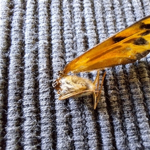 Heteronympha merope at Hackett, ACT - suppressed