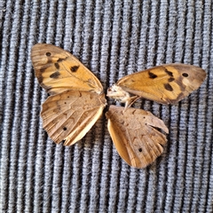 Heteronympha merope at Hackett, ACT - suppressed