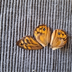 Heteronympha merope at Hackett, ACT - suppressed