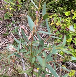 Eucalyptus radiata subsp. robertsonii at Yarrangobilly, NSW - 8 Feb 2025 01:08 PM