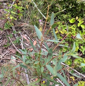 Eucalyptus radiata subsp. robertsonii at Yarrangobilly, NSW - 8 Feb 2025 01:08 PM