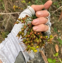 Hypericum perforatum (St John's Wort) at Pinbeyan, NSW - 8 Feb 2025 by Mulch