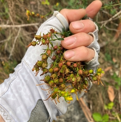 Hypericum perforatum (St John's Wort) at Pinbeyan, NSW - 8 Feb 2025 by Mulch