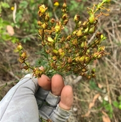 Hypericum perforatum at Pinbeyan, NSW - 8 Feb 2025 01:06 PM