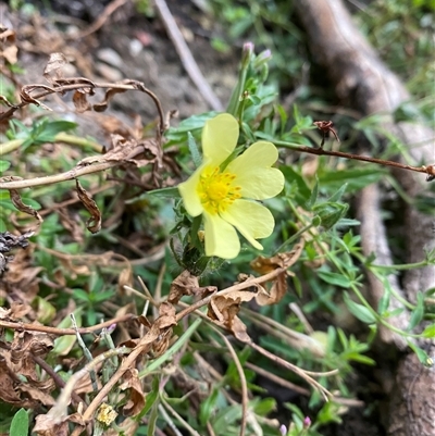 Potentilla recta (Sulphur Cinquefoil) at Pinbeyan, NSW - 7 Feb 2025 by Mulch