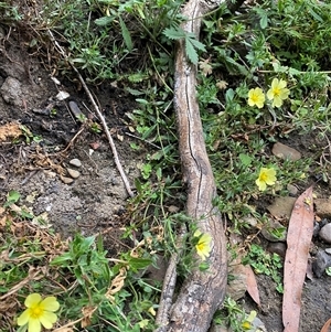 Potentilla recta at Pinbeyan, NSW - 7 Feb 2025 06:43 PM