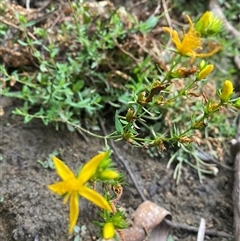 Hypericum perforatum (St John's Wort) at Pinbeyan, NSW - 7 Feb 2025 by Mulch