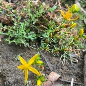 Hypericum perforatum at Pinbeyan, NSW - 7 Feb 2025 06:42 PM