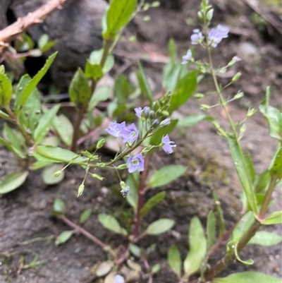 Veronica anagallis-aquatica (Blue Water Speedwell) at Pinbeyan, NSW - 7 Feb 2025 by Mulch