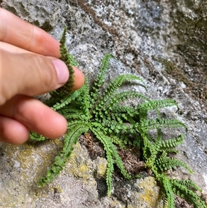 Asplenium trichomanes (Common Spleenwort) at Yarrangobilly, NSW - 7 Feb 2025 by Mulch