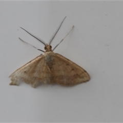 Scopula rubraria (Reddish Wave, Plantain Moth) at Lyons, ACT - 19 Feb 2025 by ran452