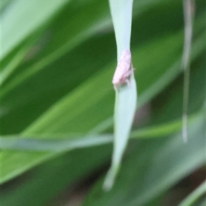 Cicadellidae (family) (Unidentified leafhopper) at Lyons, ACT - 19 Feb 2025 by ran452